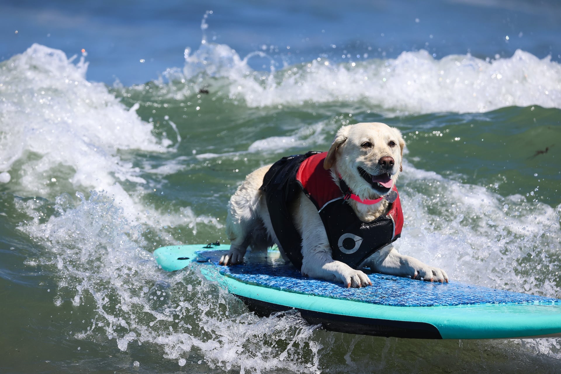 Rippin' Rosie competes in the World Dog Surfing Championships on August 01, 2026 in Pacifica, California. 