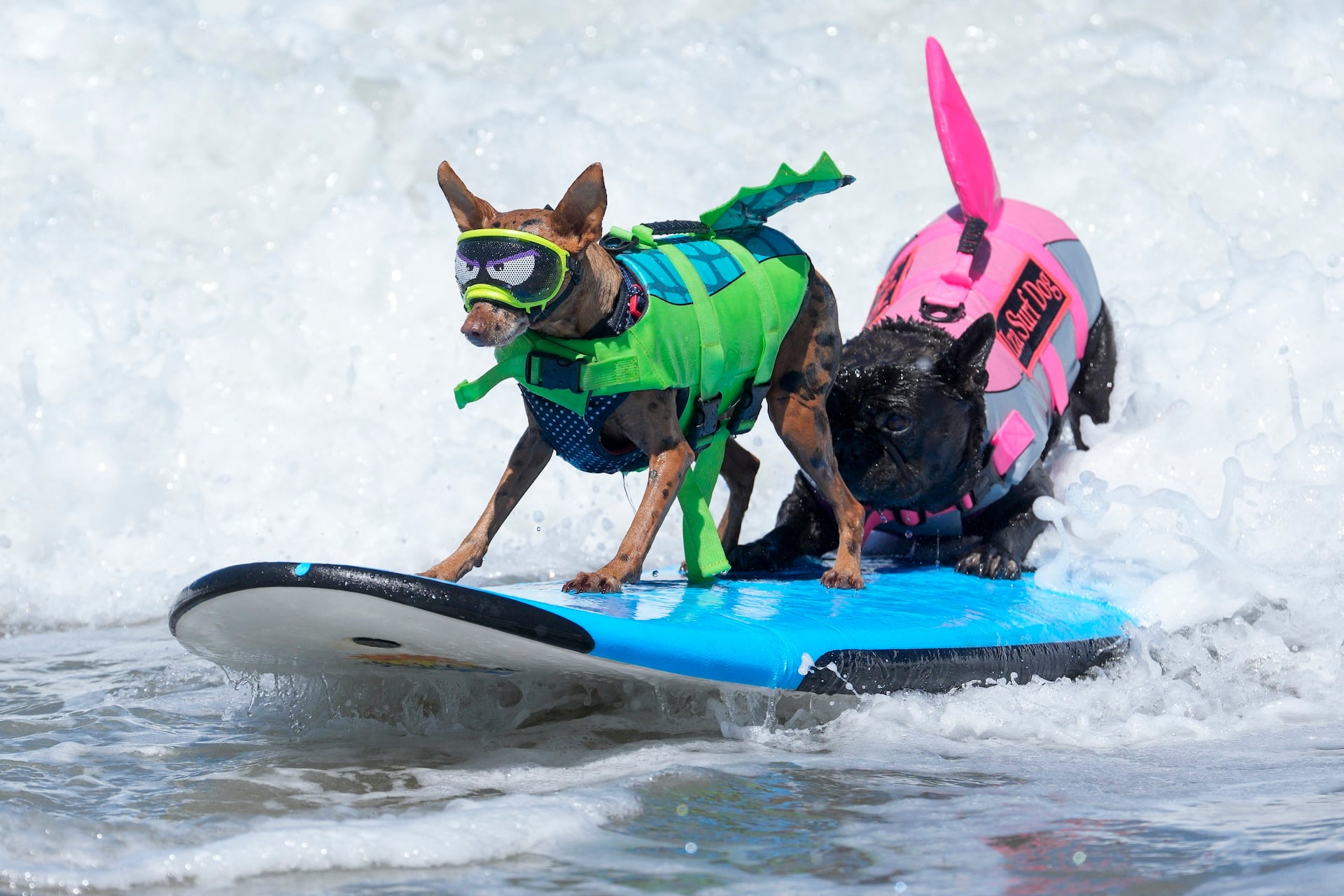 Rusty (L) and Iza Surf Dog compete during the World Dog Surfing Championships in Pacifica, California, on August 1, 2026. 