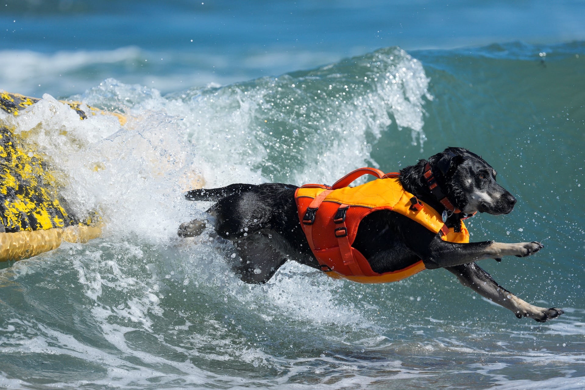 Sally jumps off her board while competing in the World Dog Surfing Championships in Pacifica, California, on August 1, 2026. 