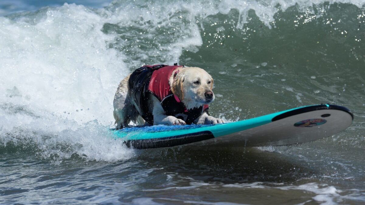 Here’s 15 Photos From the 2026 Dog Surfing Championships