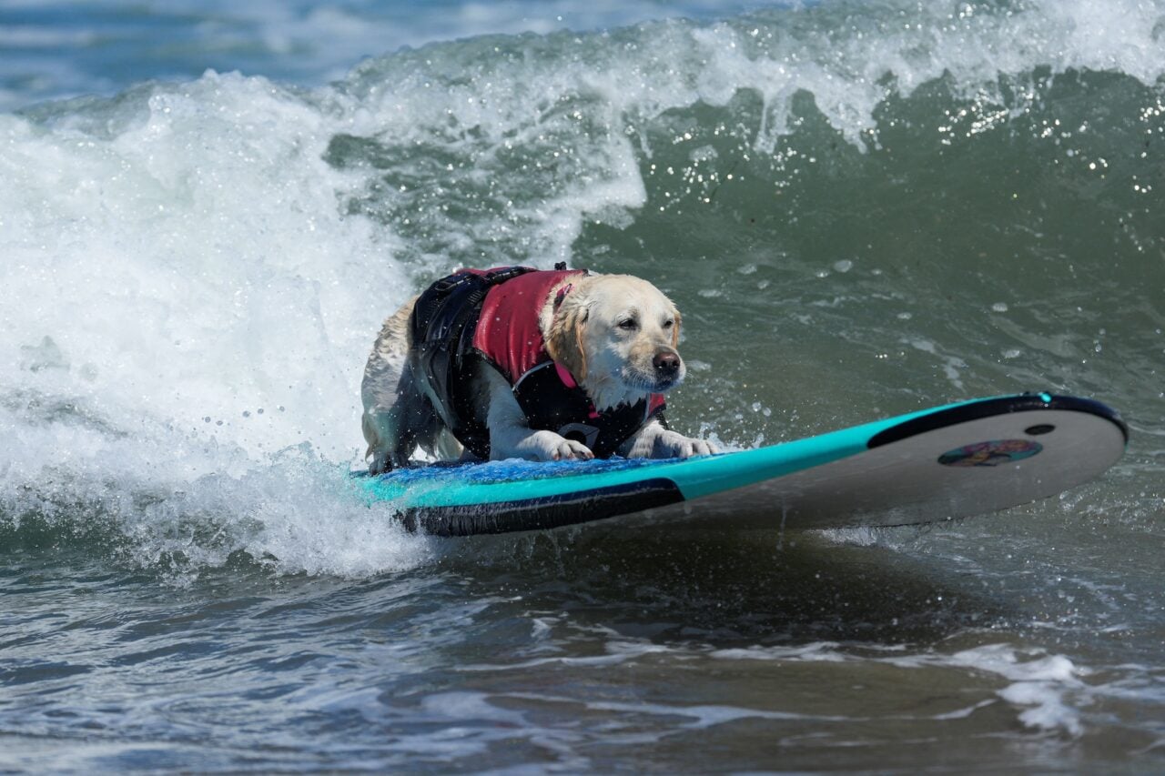 Rippin' Rosie competes during the World Dog Surfing Championships in Pacifica, California, on August 1, 2026.