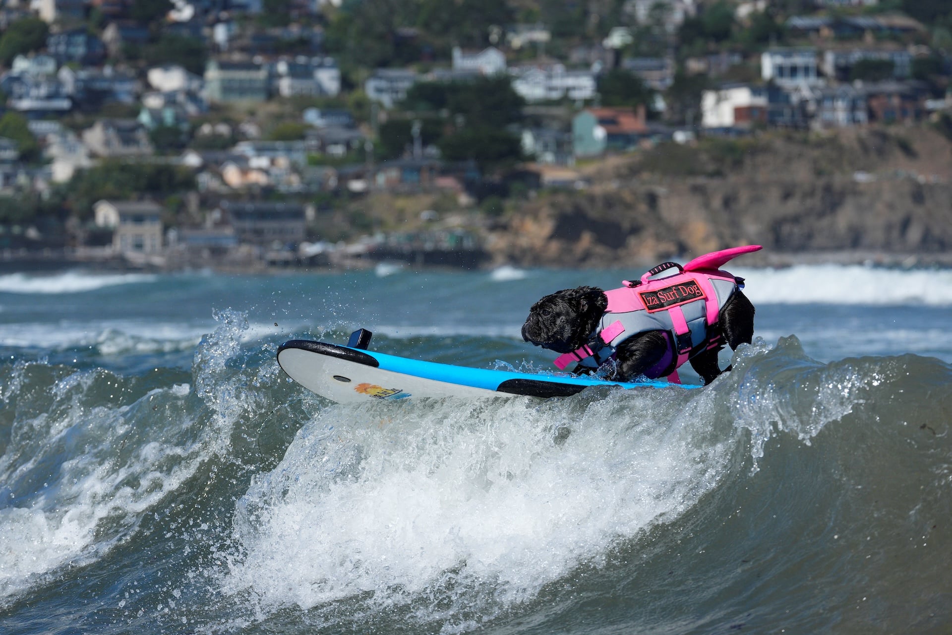 Iza Surf Dog competes during the World Dog Surfing Championships in Pacifica, California, on August 1, 2026. 