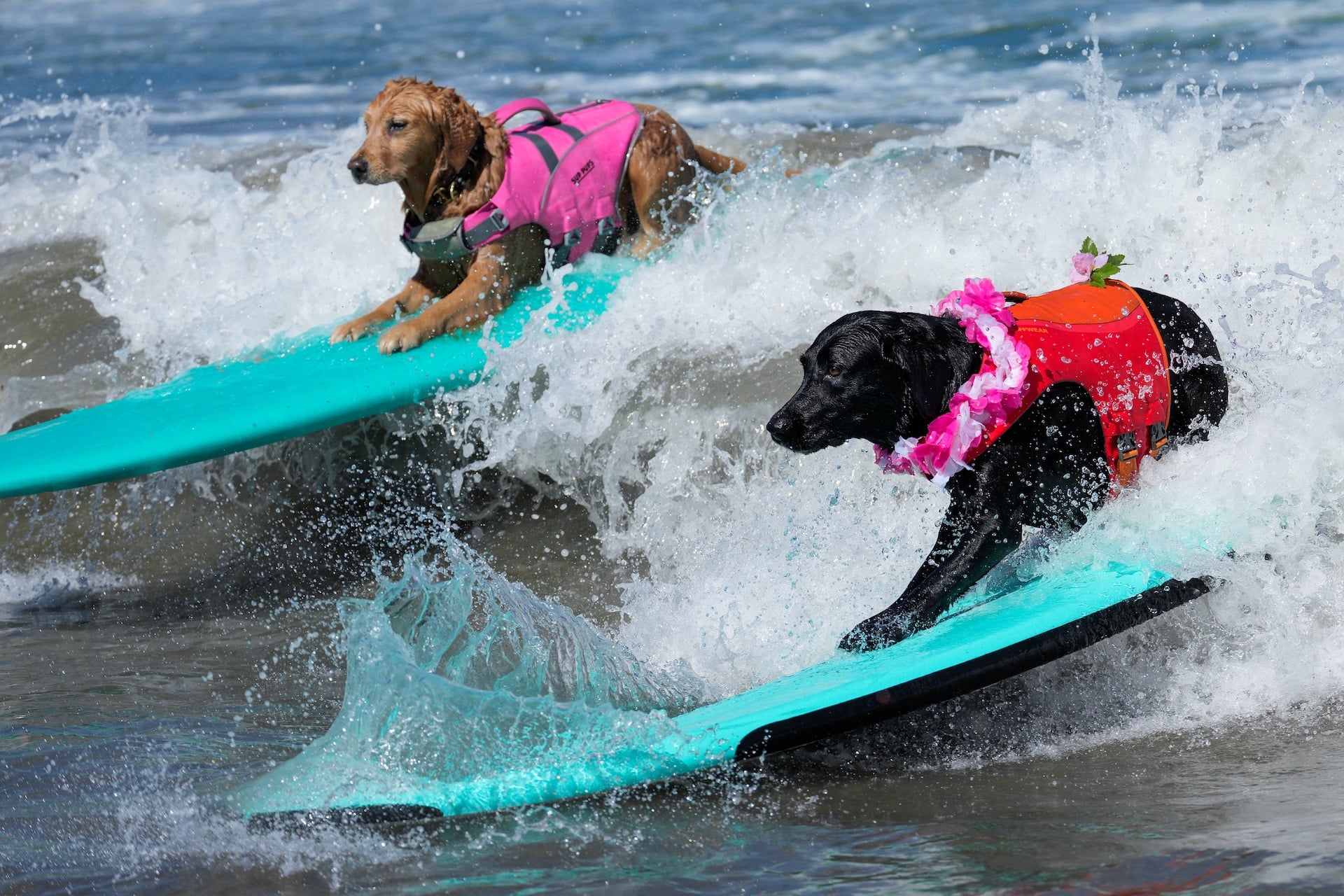 Stella (R) and Moxy compete during the World Dog Surfing Championships in Pacifica, California, on August 1, 2026. 