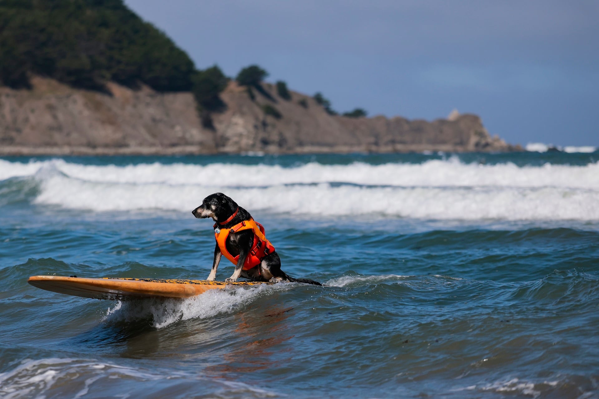 Sally sits on her board while competing in the World Dog Surfing Championships, rides a wave on August 01, 2026 in Pacifica, California. 