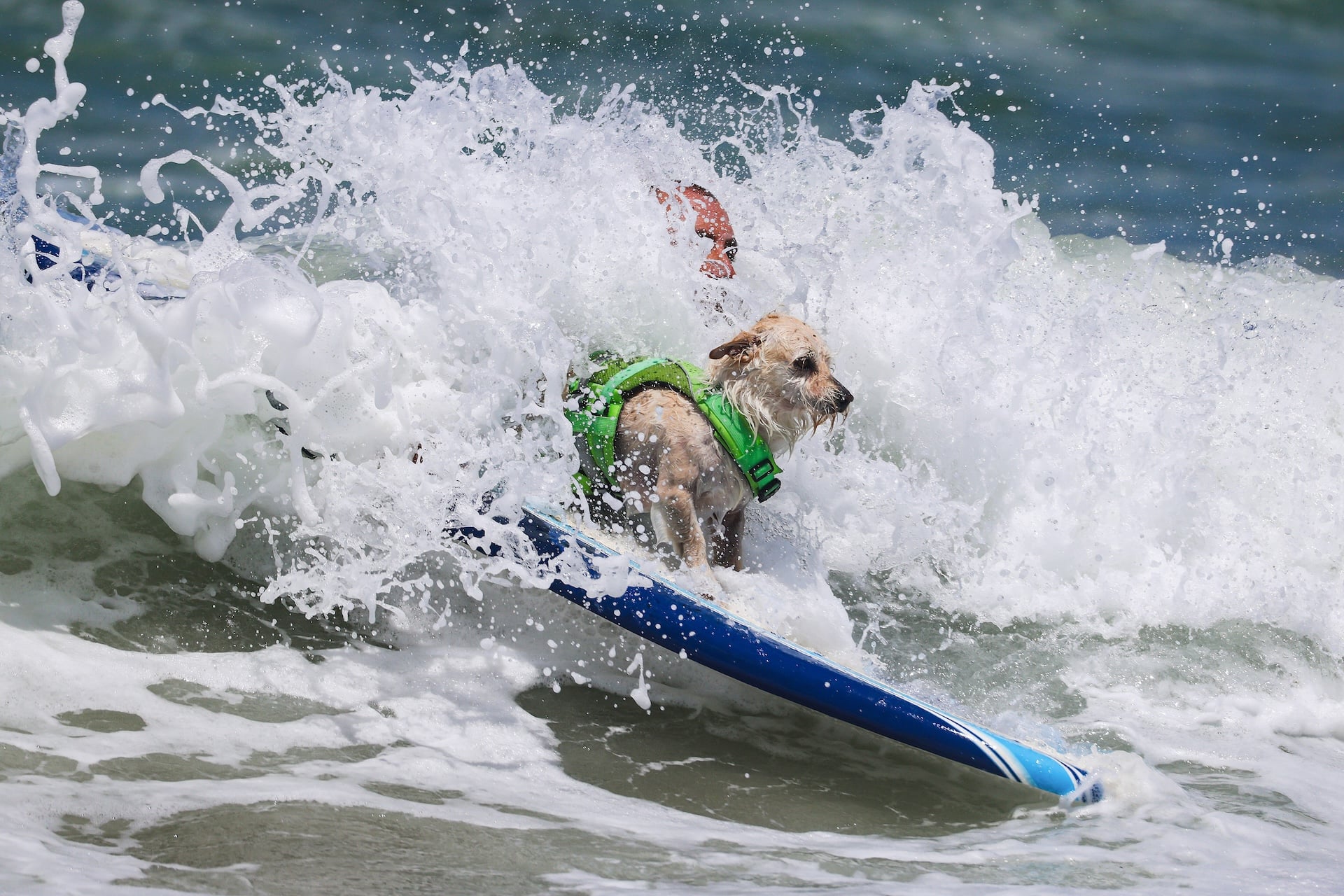 A dog competes in the World Dog Surfing Championships on August 01, 2026 in Pacifica, California.