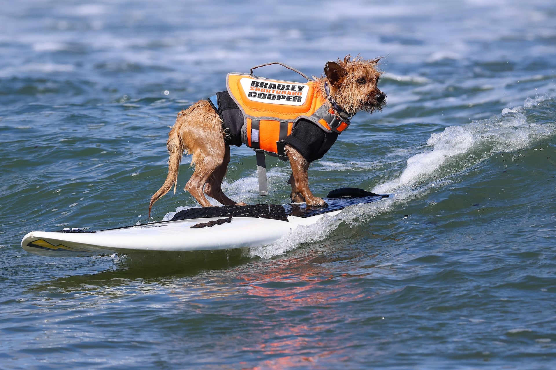 Bradley "Shortboard" Cooper competes in the World Dog Surfing Championships on August 01, 2026 in Pacifica, California. 