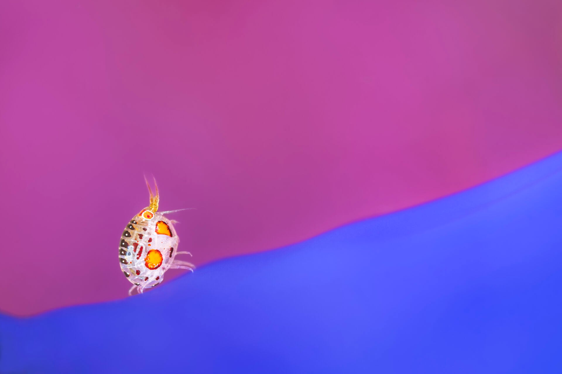 Ladybug Amphipod