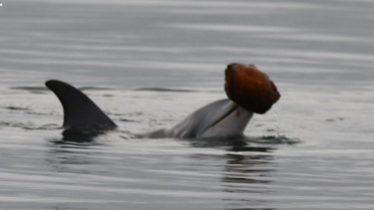 Dolphins Use Seashells to Scoop Up Fish and Eat Them in Rare Hunting Behavior