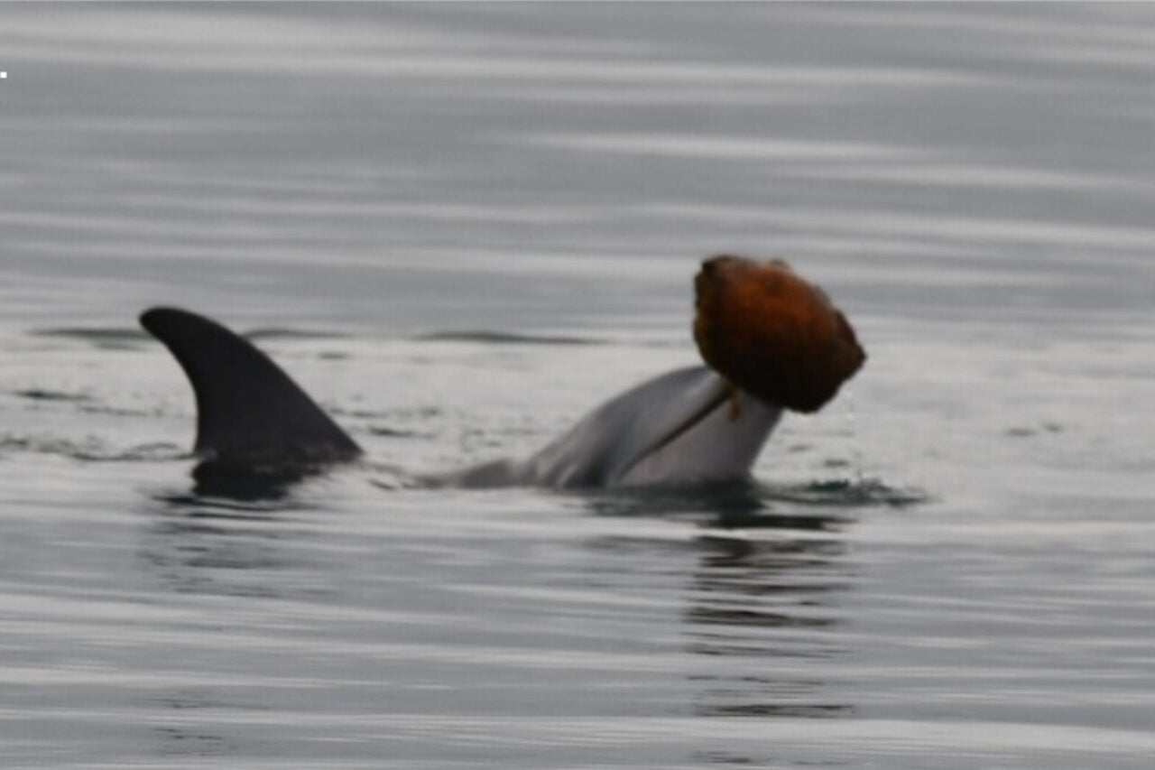 Dolphins Use Seashells to Scoop Up Fish and Eat Them in Rare Hunting Behavior
