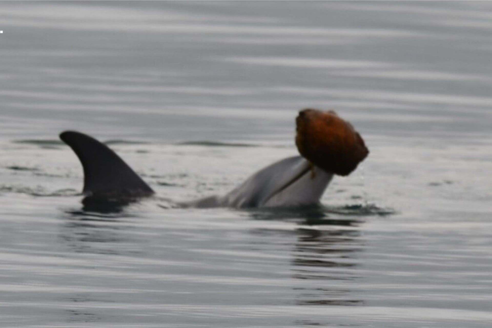 A dolphin calf using a shell as a tool in the Great Sandy Marine Park in October 2025.