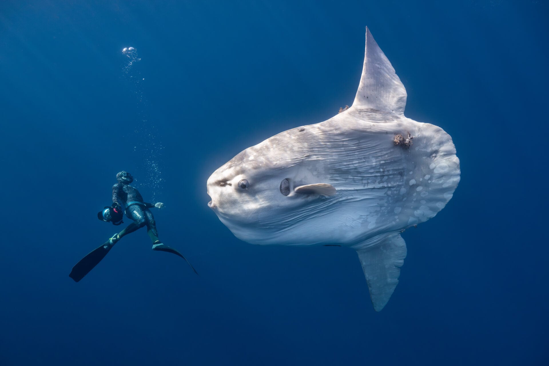 Mola Mola