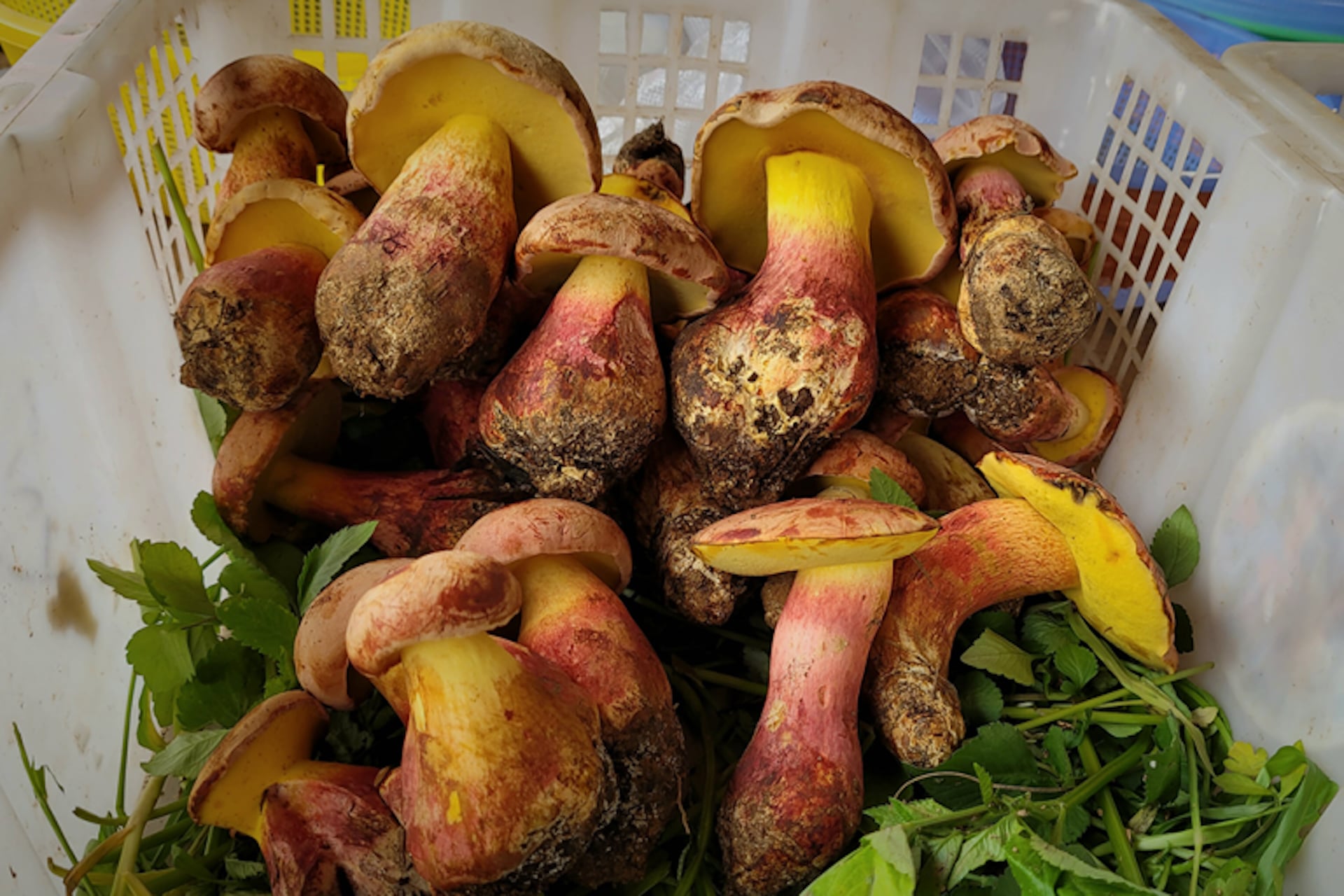 In China’s Yunnan province the mushroom Lanmaoa asiatica is known as “Jian shou qing.” When undercooked, it can cause hallucinations of tiny people dancing all over objects in view.