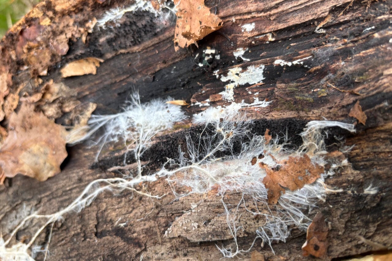 Mycelium Beech Forest