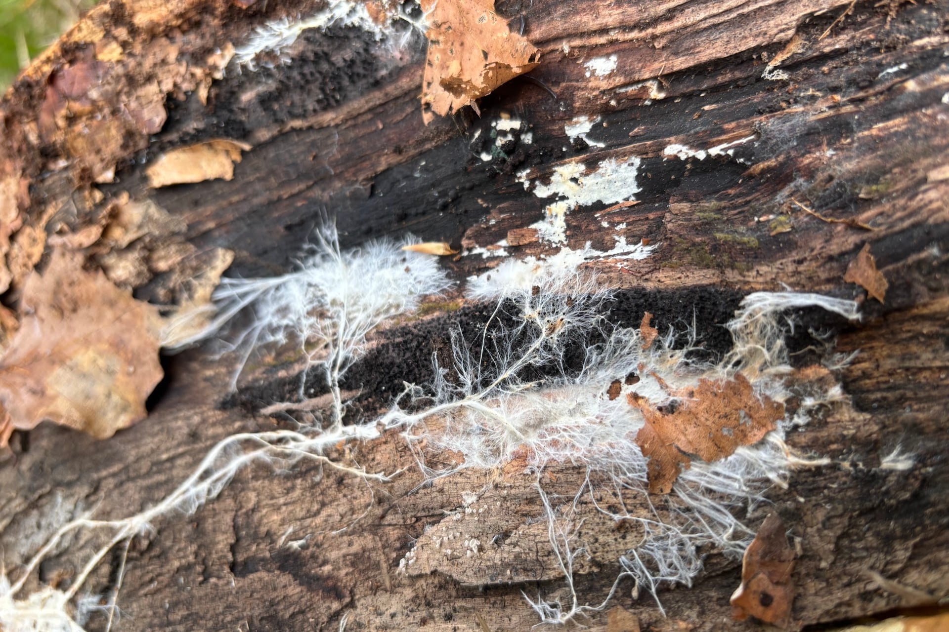 Mycelium growing on a log in a beech forest.