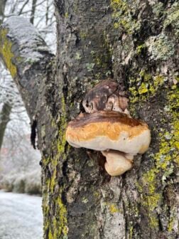 Polypore Snowy Tree Fungi Age