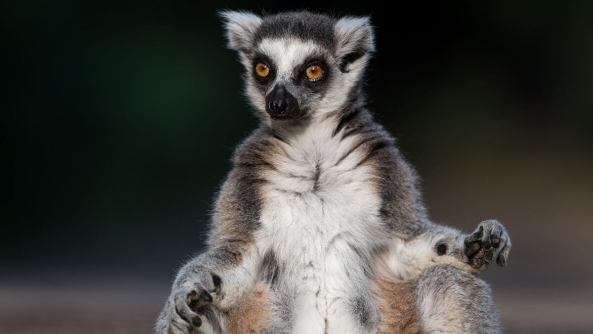 Vets Traced a Lemur’s Fatal Herpes Infection Back to a Yoga Class
