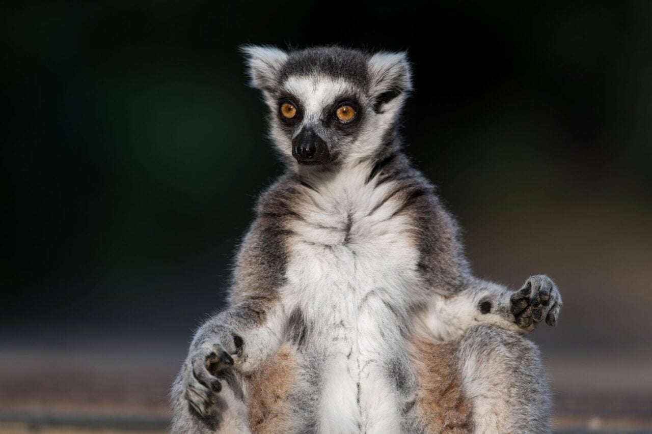 Vets Traced a Lemur’s Fatal Herpes Infection Back to a Yoga Class
