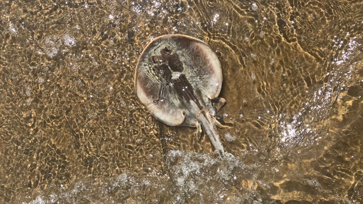 California&rsquo;s Beaches Are Swarming With Stingrays This Summer, and Thousands of People Are Getting Stung