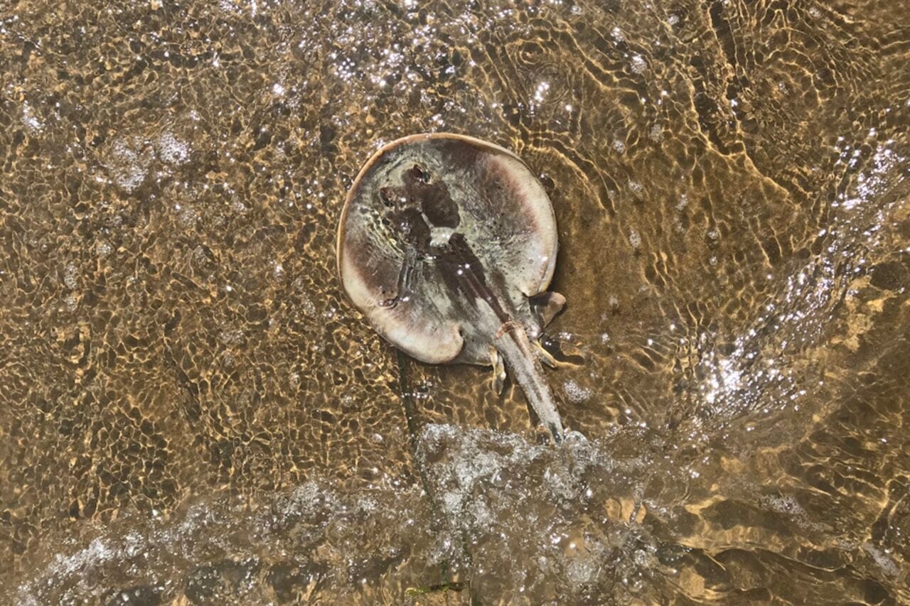 California’s Beaches Are Swarming With Stingrays This Summer, and Thousands of People Are Getting Stung