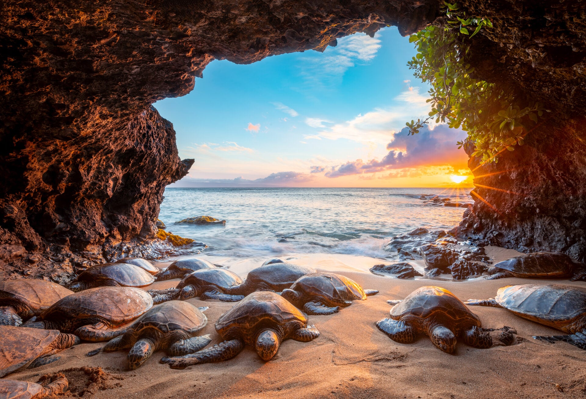 Sea Turtles
