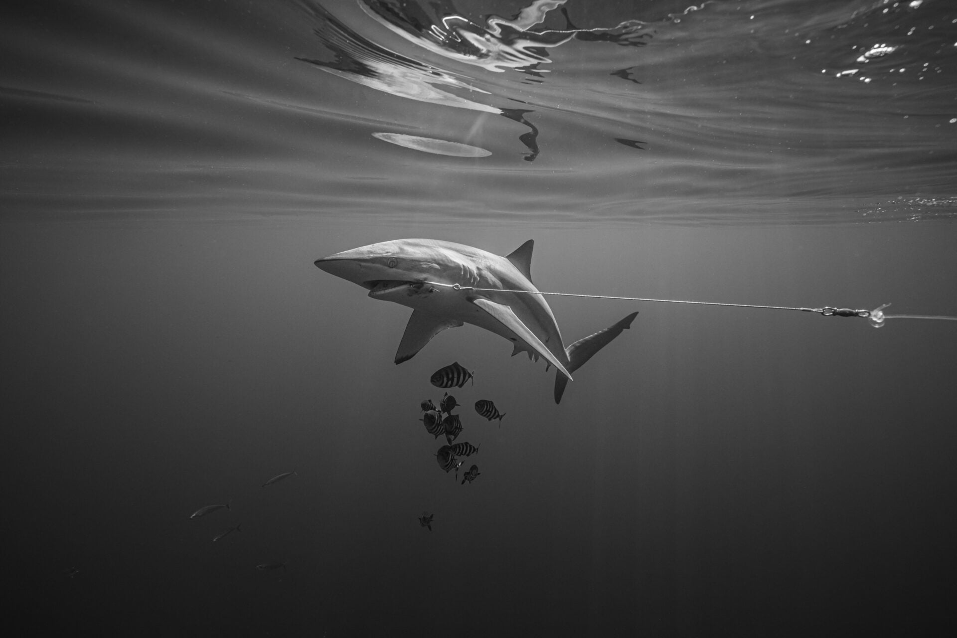 Shark