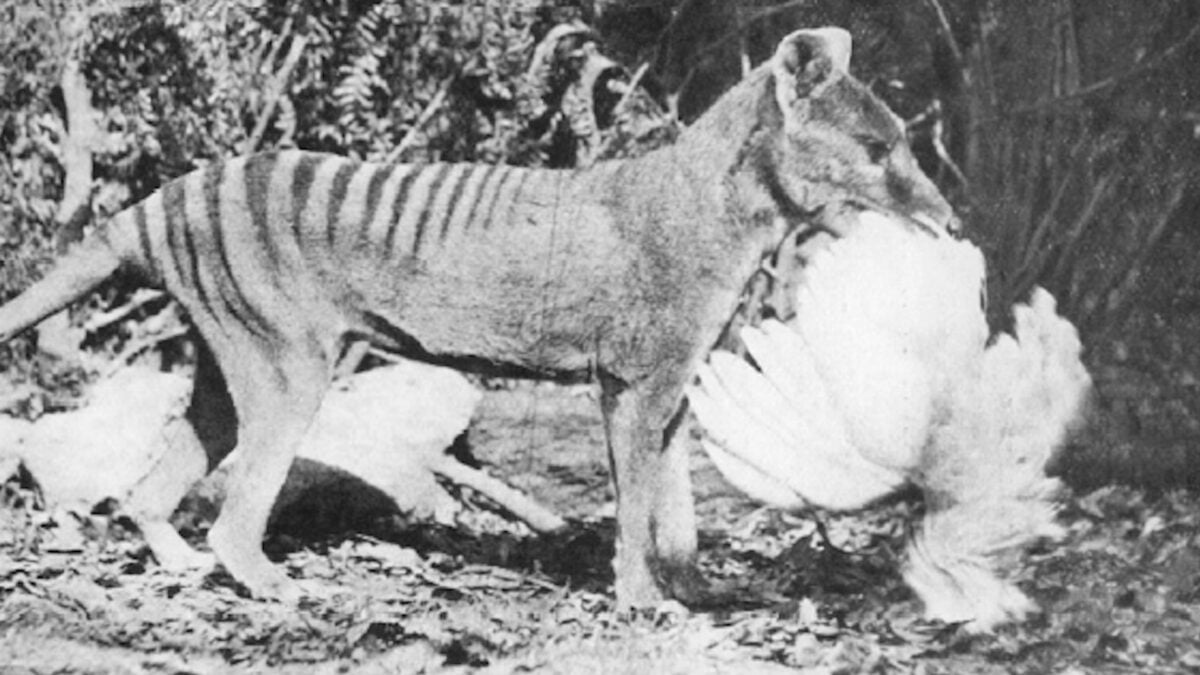 We Were Wrong About How the Extinct Tasmanian Tiger Hunted Its Prey