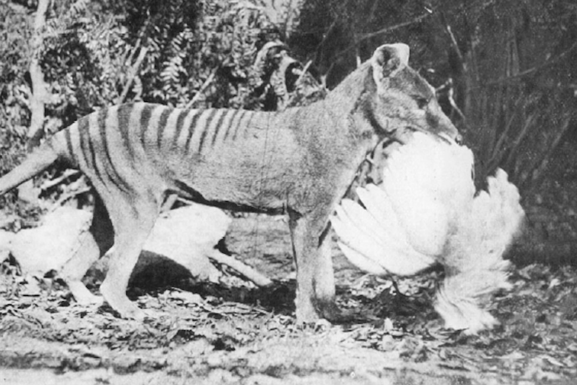 This 1921 image of a taxidermied Thylacine with a chicken in its mouth, was one widely distributed that may have contributed to the erroneous idea that it was a threat to livestock.