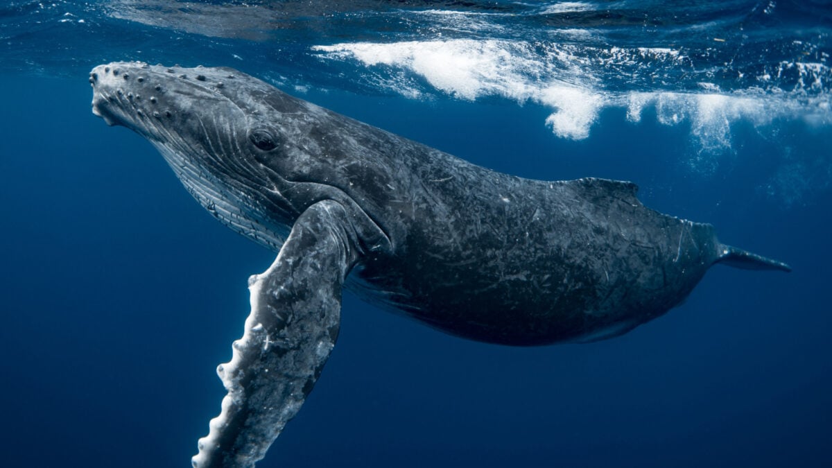 These Whale Calls Appear to Break Physics, but the Truth Is Even Weirder