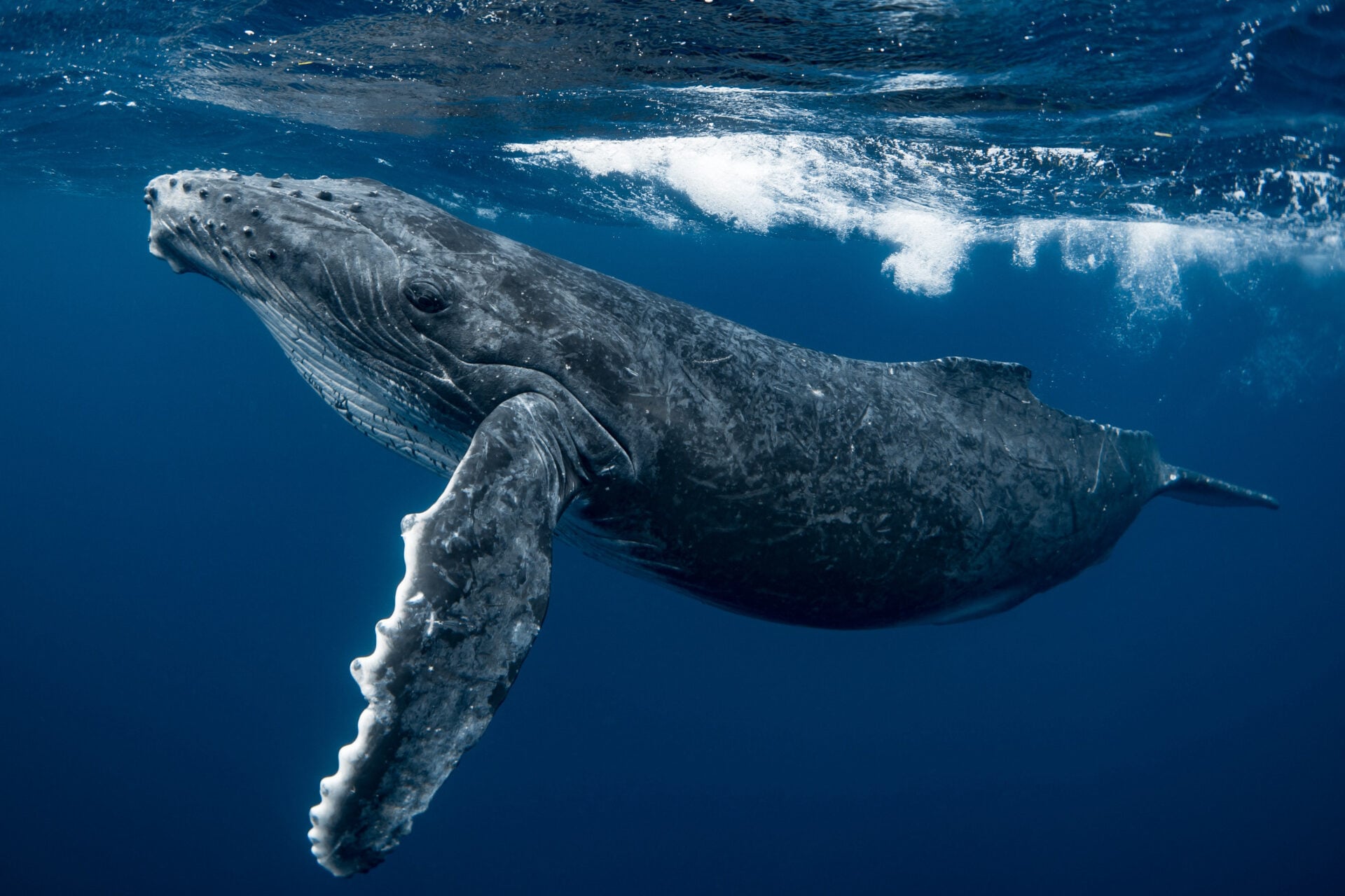 A curious Humpback whale calf in the emerald blue water of Tonga.