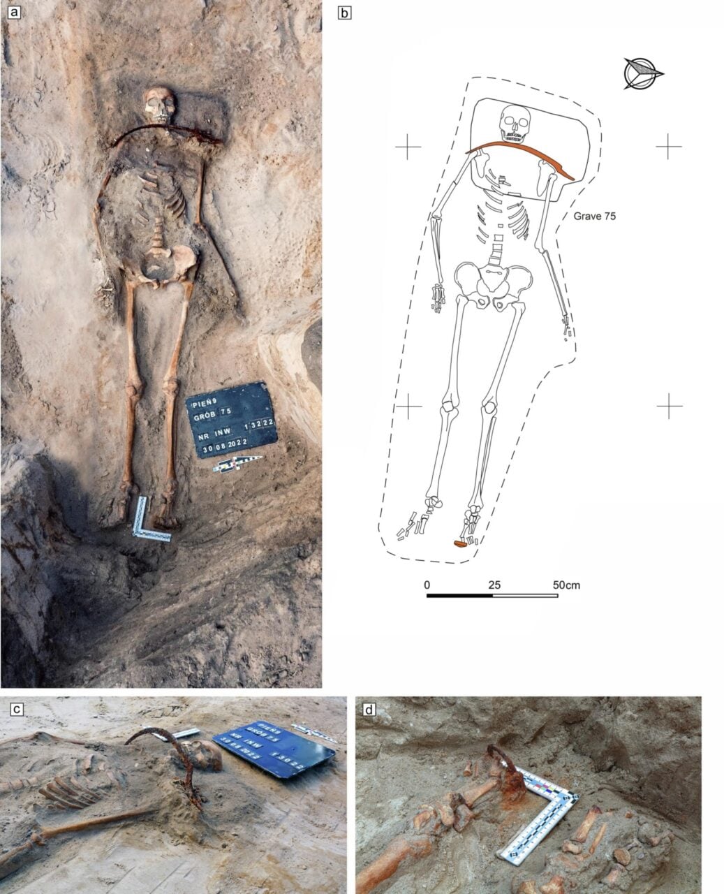 Zosia Skeleton Full View