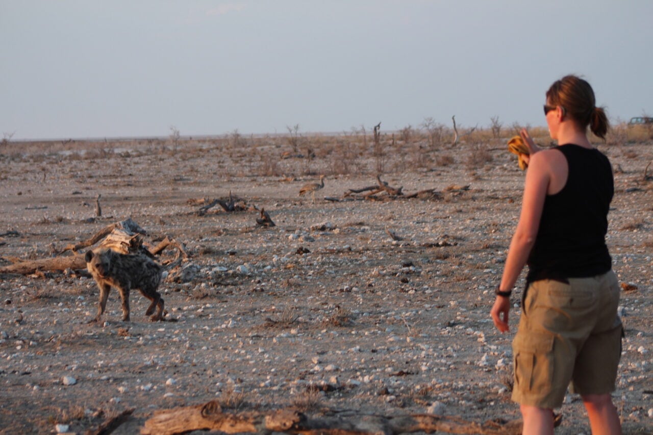 Uma hiena-malhada do Parque Nacional Etosha