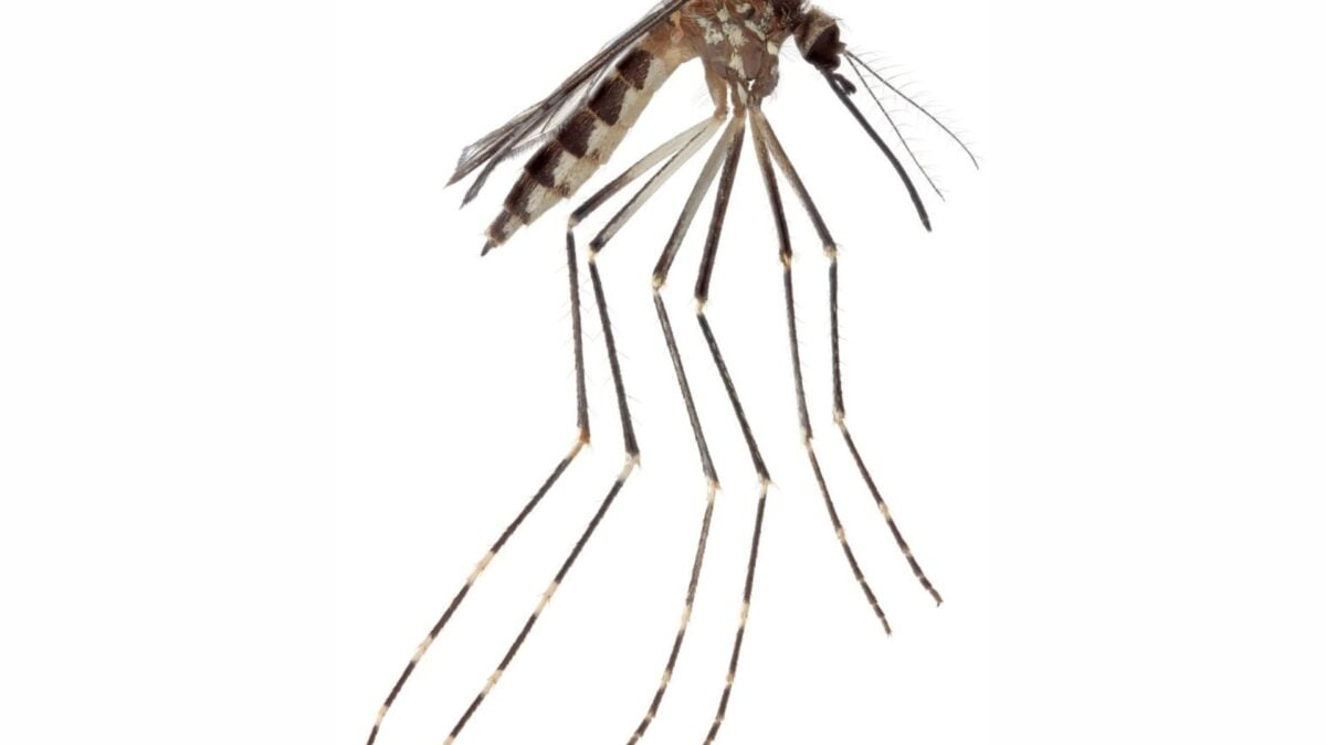 Scientists Confirmed a New US Mosquito Species—and It May Already Be Spreading Scientists Confirmed a New US Mosquito Species—and It May Already Be Spreading