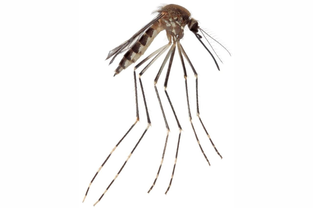 Scientists Confirmed a New US Mosquito Species—and It May Already Be Spreading