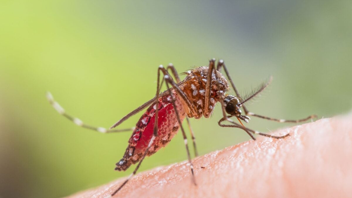 A 'Wildly Unusual' Outbreak of Dengue is Hitting Florida Hard As Several Counties Declare State of Emergency