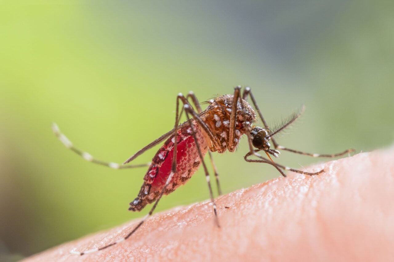 A ‘Wildly Unusual’ Outbreak of Dengue is Hitting Florida Hard As Several Counties Declare State of Emergency
