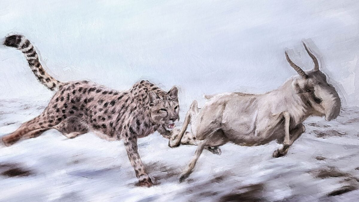 The ‘American Cheetah’ Wasn’t a Cheetah. New DNA Evidence Shows Just How Wrong Scientists Had It