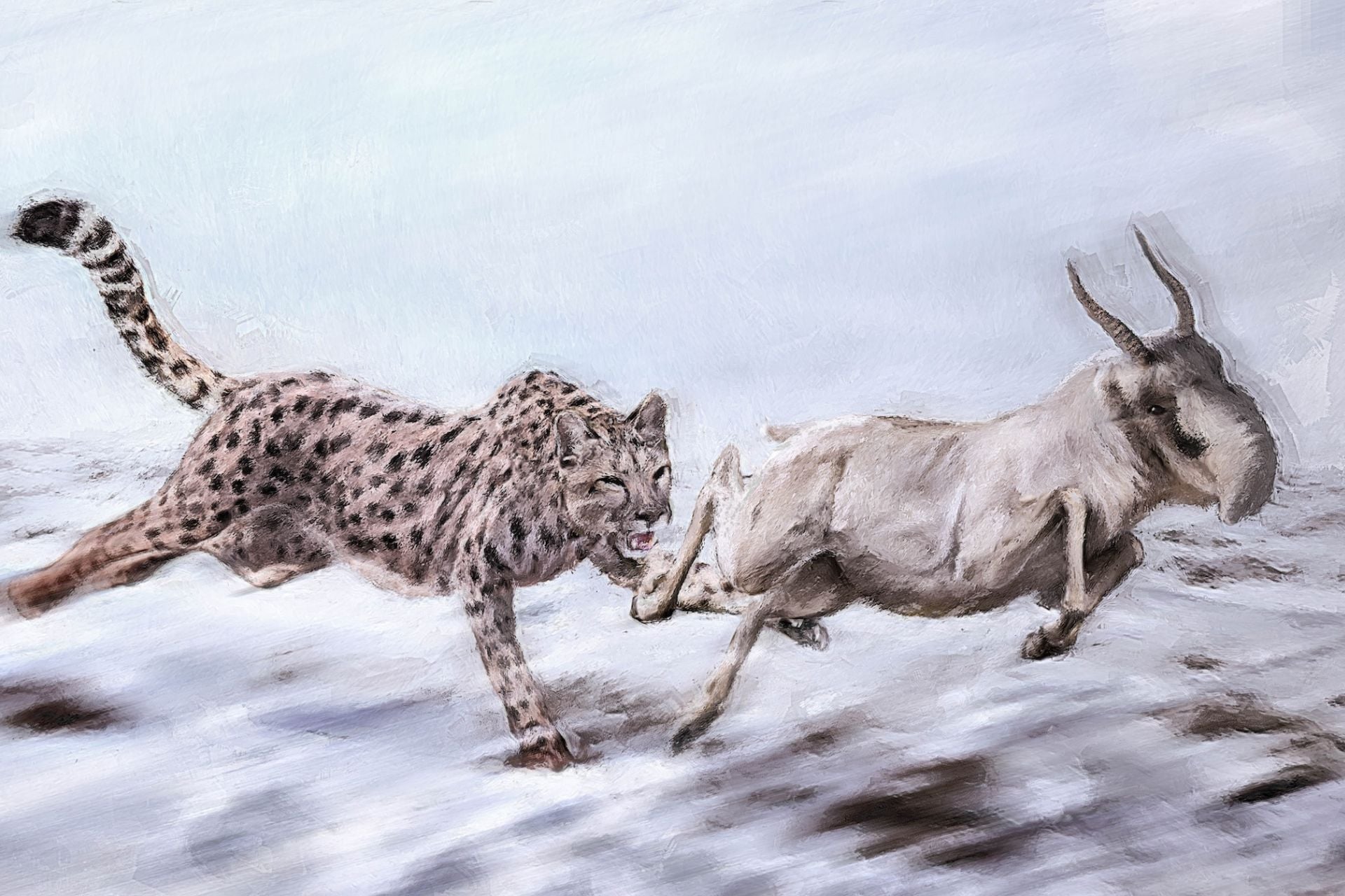 An illustration of a Miracinonyx trumani chasing after a Saiga antelope.