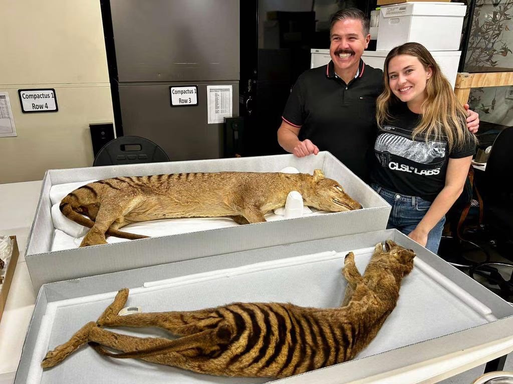 Andrew Pask Tasmanian Tiger Thylacine