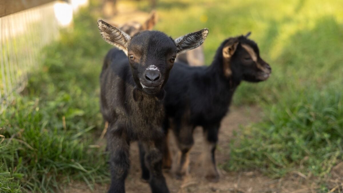 Rabid Baby Goats Send Health Officials Scrambling to Find Everyone Who Cuddled Them