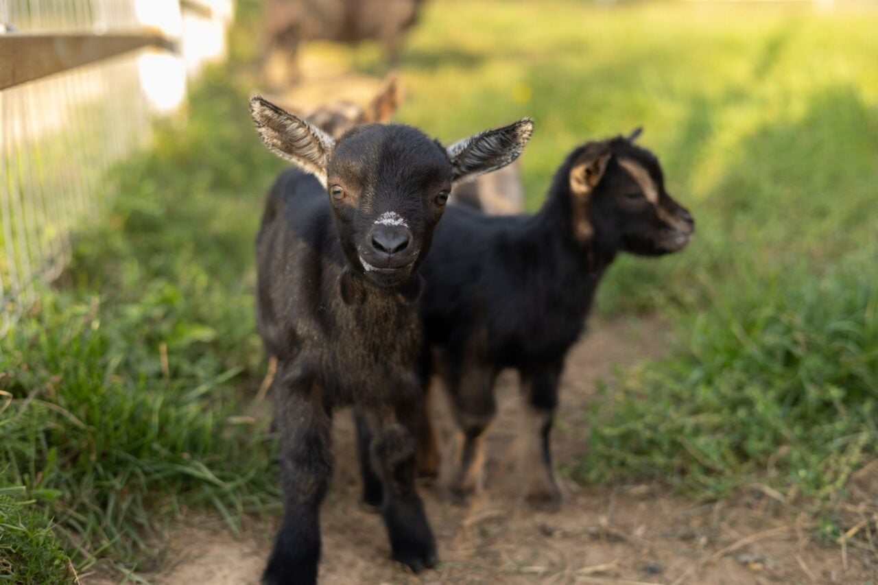 Rabid Baby Goats Send Health Officials Scrambling to Find Everyone Who Cuddled Them