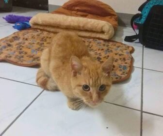 Babycheddar3