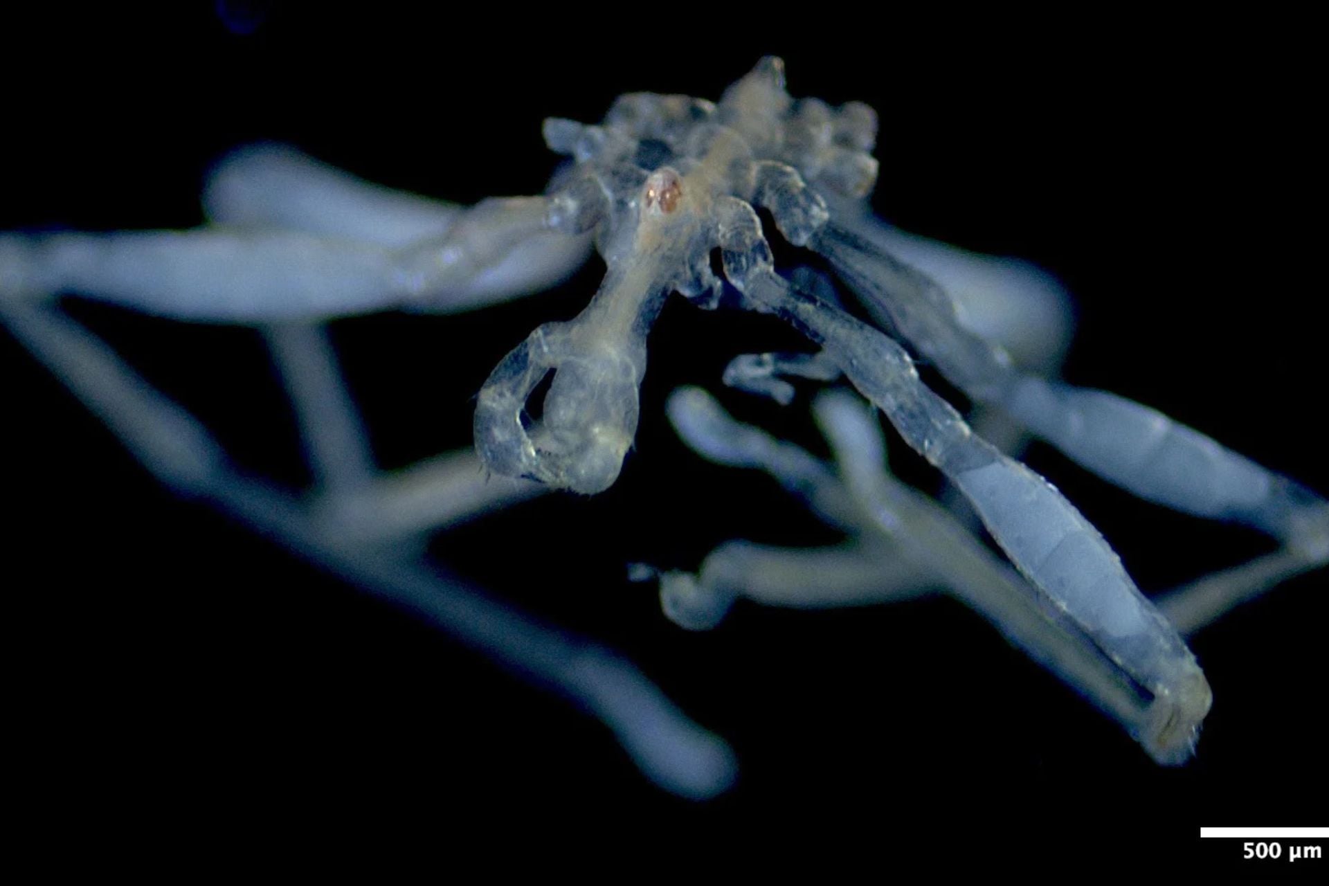 Callipallene Pilosuspedes