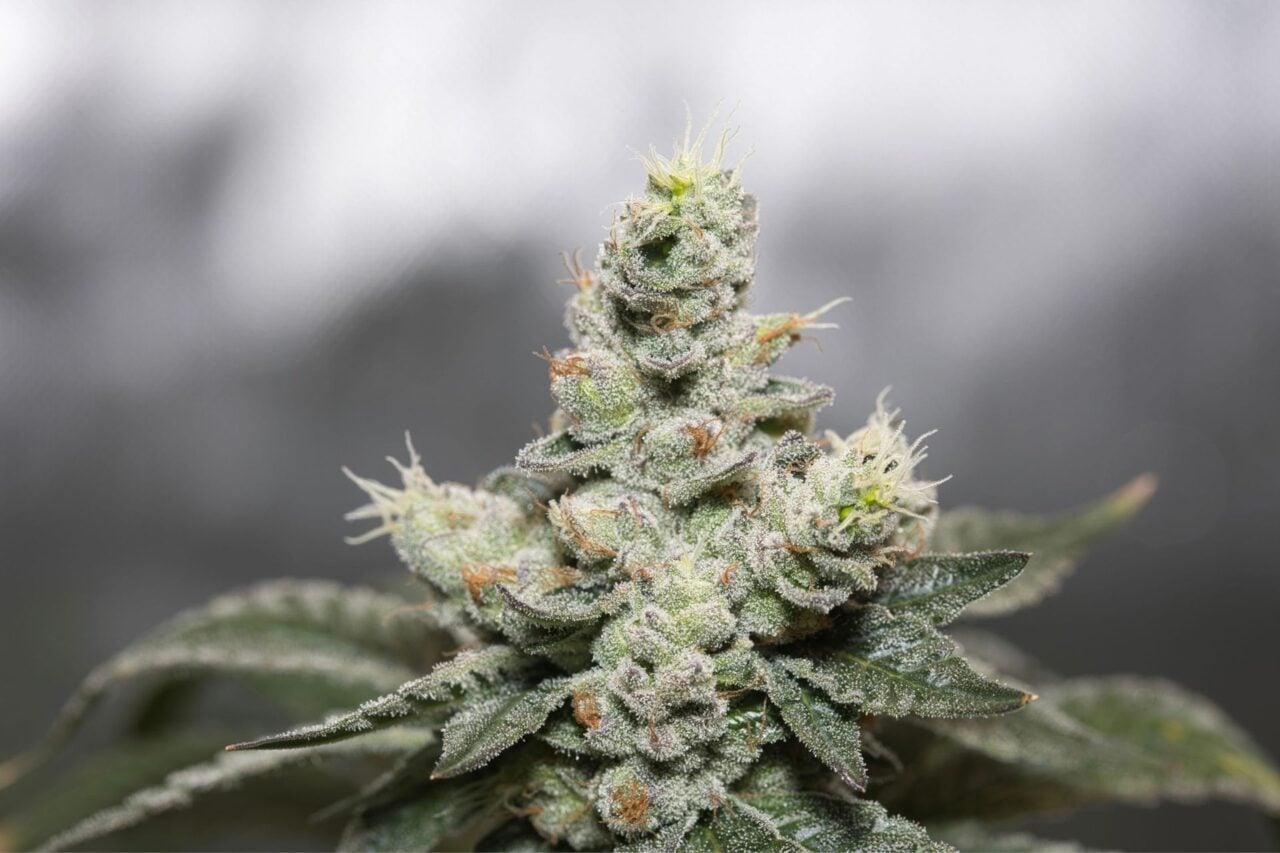 Scientists Uncover Worrying Link Between Frequent Cannabis Use and Seizures