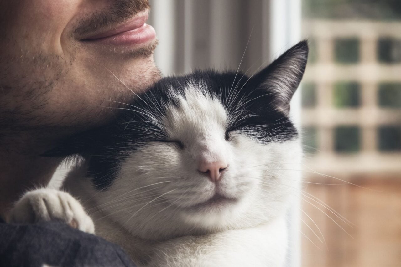 One in 15 Cats Are Carrying a Diarrhea-Causing Parasite, Study Shows