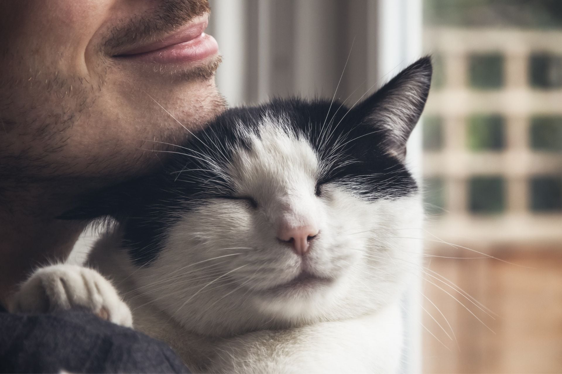 A cat cuddling up to a person.