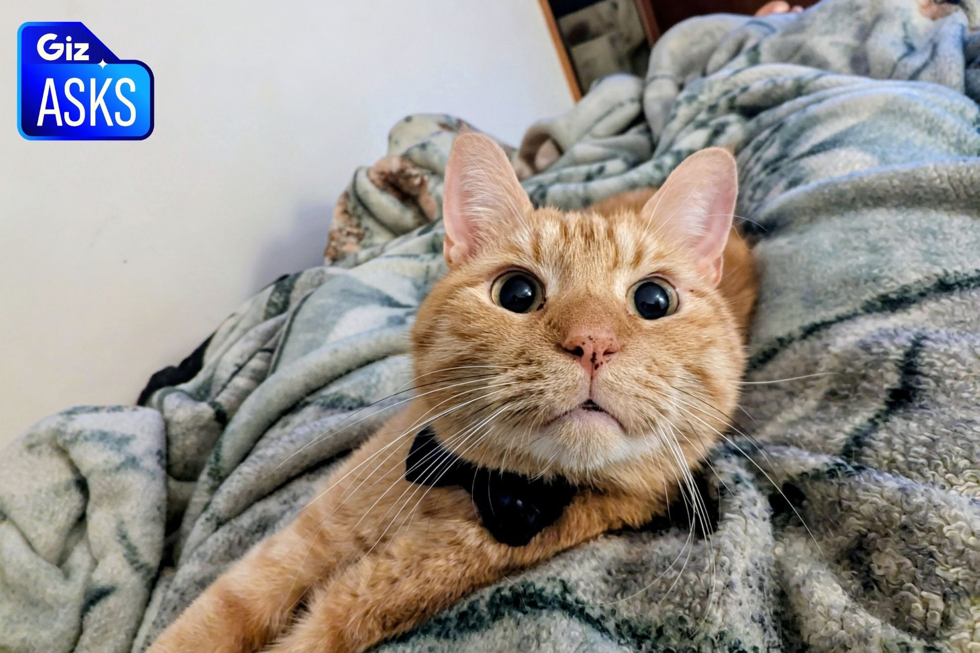 Cheddar "Chiz" Cara in one of his usual locations: on top of his owner's body.