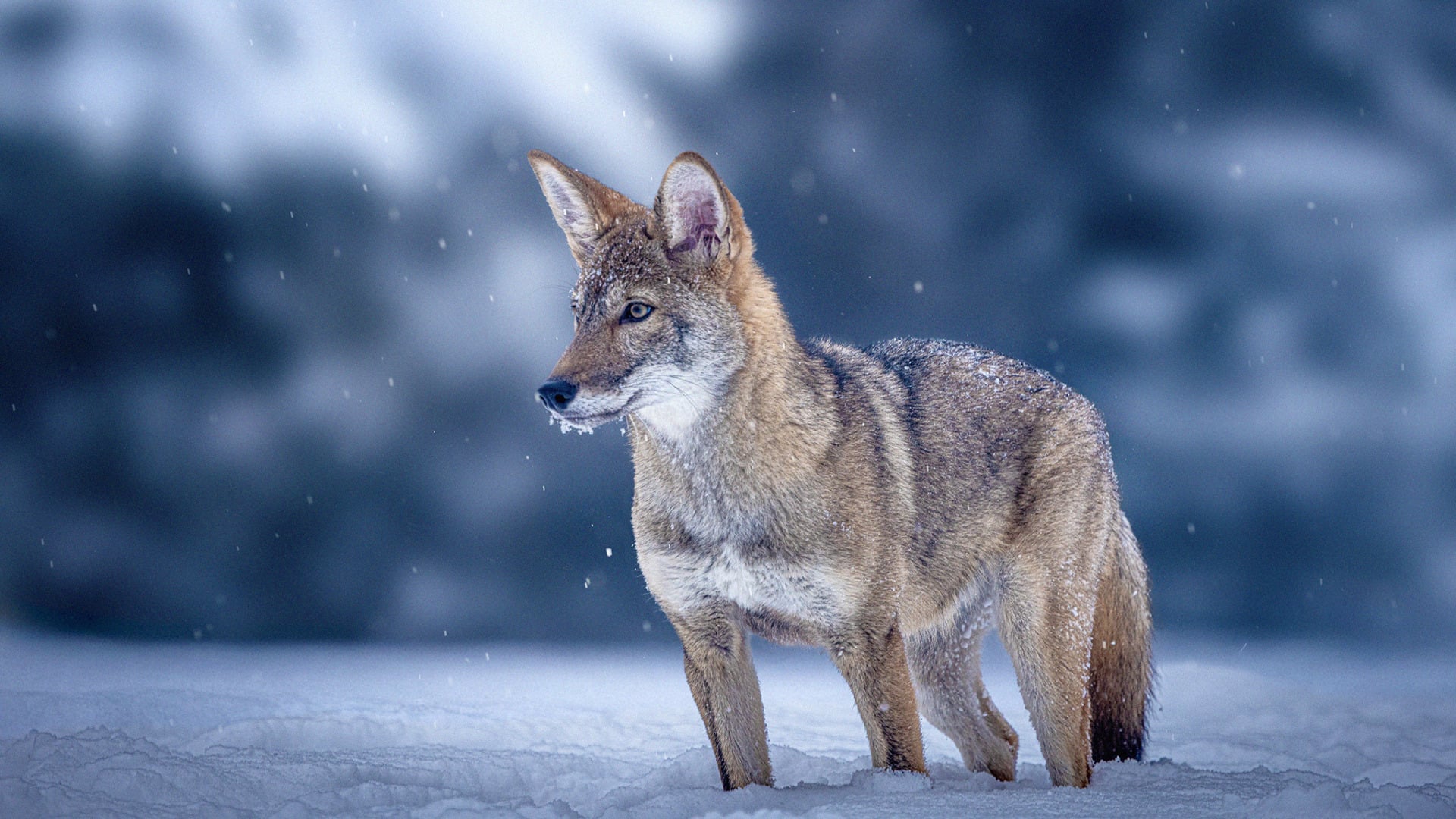 Colossal BiOSciences Red Wolves Adolescence