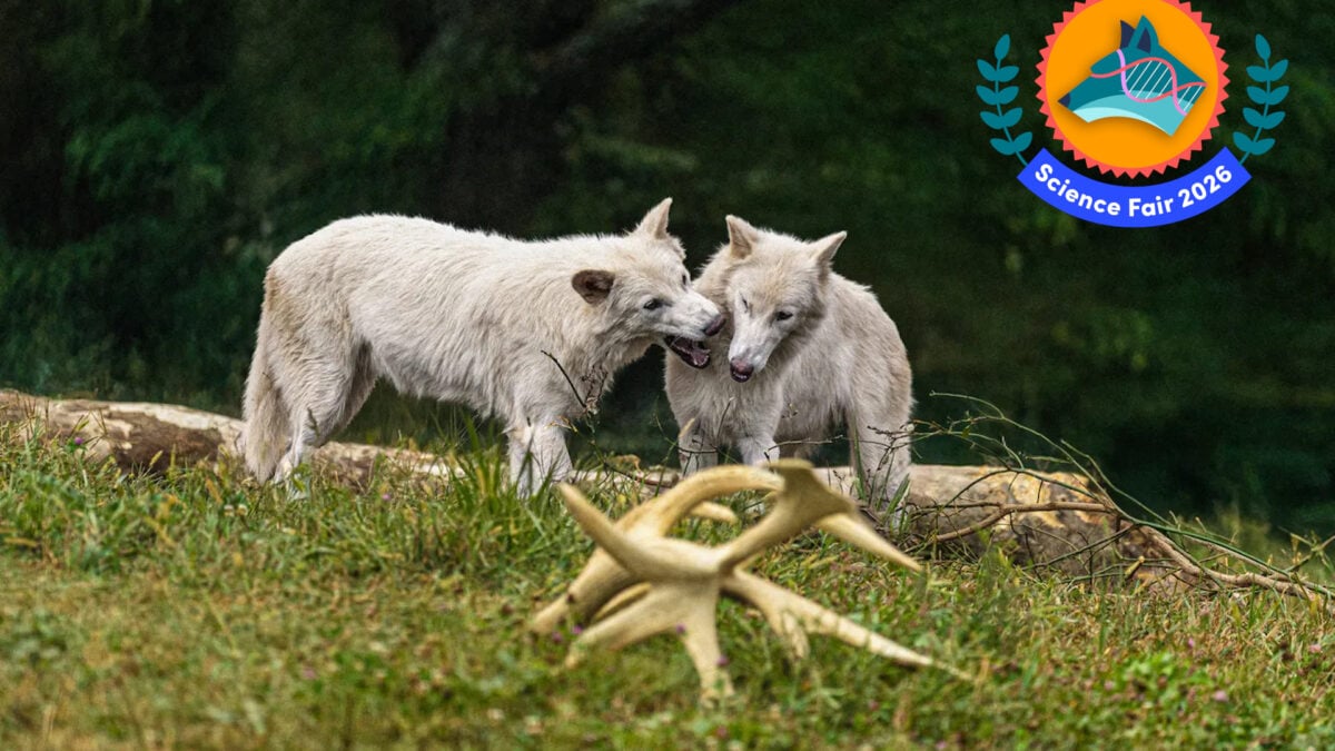 This Gene-Tech Is More Impressive Than the Extinct Dire Wolves It Created. Here’s Why This Gene-Tech Is More Impressive Than the Extinct Dire Wolves It Created. Here’s Why
