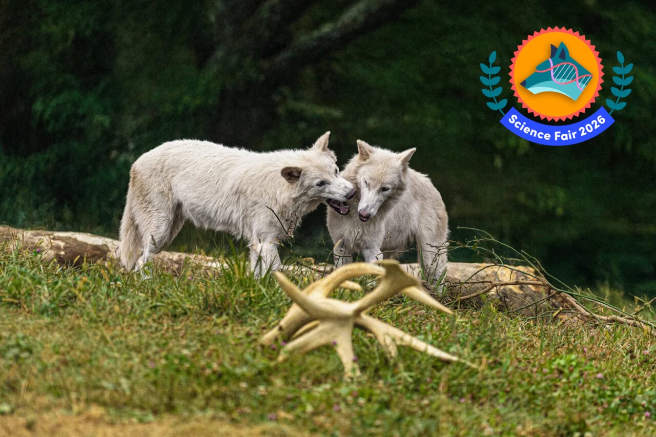 This Gene-Tech Is More Impressive Than the Extinct Dire Wolves It Created. Here’s Why