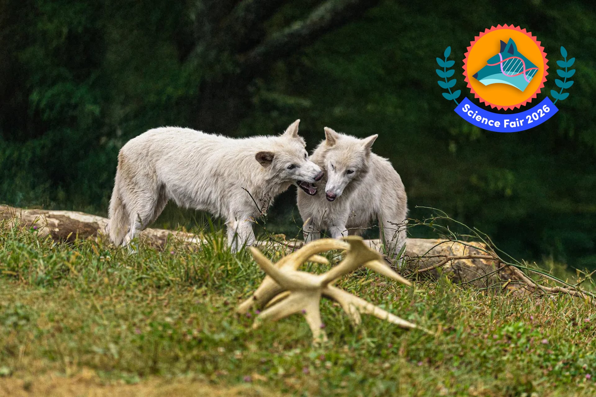 Two of Colossal Biosciences’ genetically engineered wolves, Romulus and Remus, grey wolves whose DNA includes ancient genes from the extinct dire wolf (Aenocyon dirus) roam the firm’s secluded wilderness preserve in 2025.   